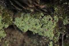 Cladonia caespiticia