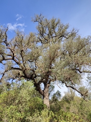 Quercus × avellaniformis