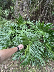 Thaumatophyllum bipinnatifidum