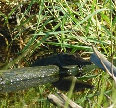 Crocodylus acutus