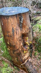 Calocera cornea