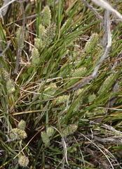 Fingerhuthia africana