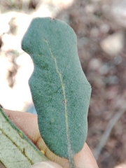 Quercus × avellaniformis