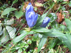 Gentiana makinoi