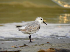 Calidris alba