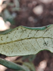 Quercus × avellaniformis