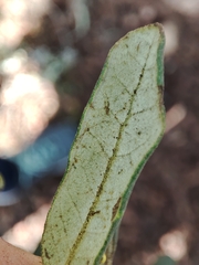 Quercus × avellaniformis