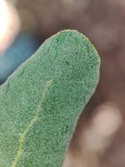Quercus × avellaniformis