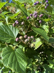 Viburnum recognitum