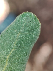 Quercus × avellaniformis