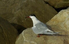Sterna hirundo hirundo