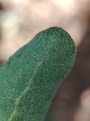Quercus × avellaniformis