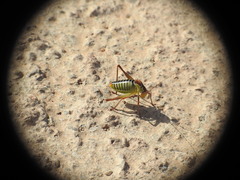 Poecilimon cretensis