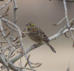 Emberiza citrinella × leucocephalos