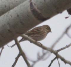 Emberiza citrinella × leucocephalos