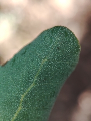 Quercus × avellaniformis