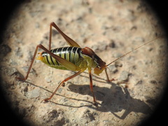 Poecilimon cretensis