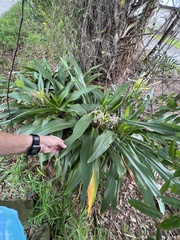 Crinum americanum