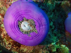 Heteractis magnifica