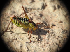Poecilimon cretensis