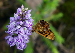 Dactylorhiza fuchsii