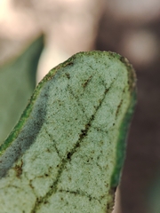 Quercus × avellaniformis