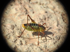 Poecilimon cretensis