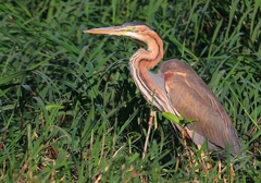 Ardea purpurea