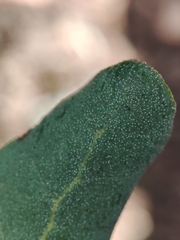 Quercus × avellaniformis