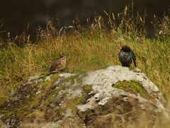Sturnus vulgaris faroensis