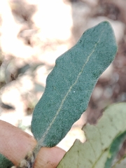 Quercus × avellaniformis