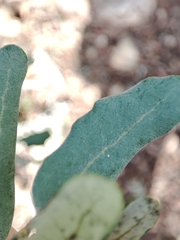 Quercus × avellaniformis