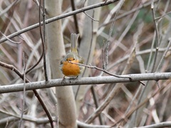 Erithacus rubecula