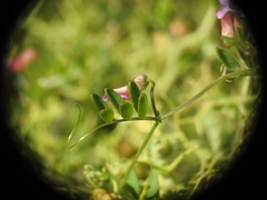 Vicia lathyroides