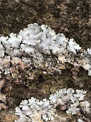 Parmelina tiliacea