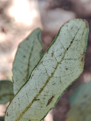 Quercus × avellaniformis
