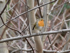 Erithacus rubecula