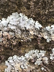 Parmelina tiliacea