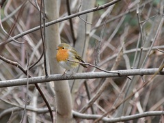 Erithacus rubecula