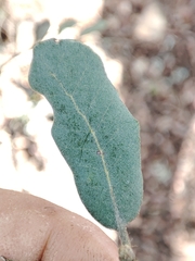 Quercus × avellaniformis