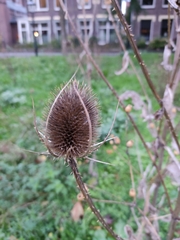 Dipsacus fullonum