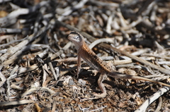 Chalarodon madagascariensis