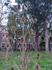 Dipsacus fullonum