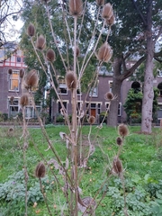 Dipsacus fullonum