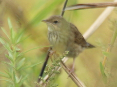 Locustella lanceolata