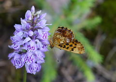 Dactylorhiza fuchsii