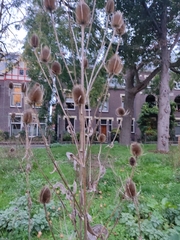 Dipsacus fullonum