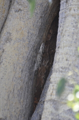 Blaesodactylus sakalava