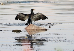 Phalacrocorax carbo