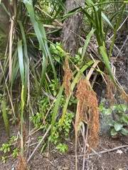 Machaerina sinclairii